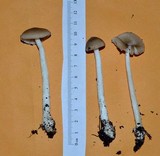 Amanita sect. Vaginatae image