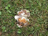Ganoderma sessile image