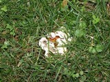 Ganoderma sessile image