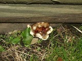Ganoderma sessile image