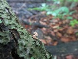 Mycena corticola image