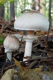 Agaricus vinosobrunneofumidus image