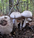 Agaricus vinosobrunneofumidus image