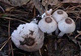 Agaricus vinosobrunneofumidus image