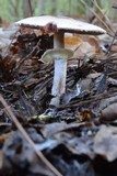 Agaricus vinosobrunneofumidus image