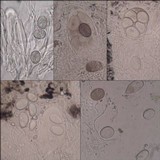 Umbilicaria crustulosa image