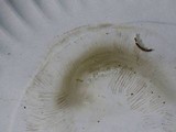 Boletus variipes var. fagicola image