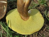 Boletus variipes image