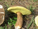 Boletus variipes var. fagicola image