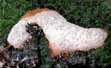 Fuligo septica image