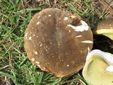 Boletus variipes var. fagicola image
