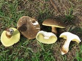 Boletus variipes var. fagicola image