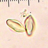 Clitopilus prunulus image