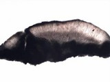 Aspicilia radiosa image