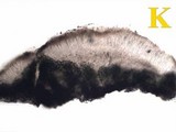 Aspicilia radiosa image