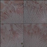 Aspicilia radiosa image