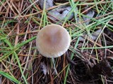 Ampulloclitocybe clavipes image