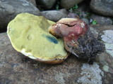 Boletus speciosus image