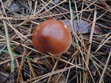 Rhodocollybia butyracea image