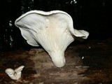 Pleurotus dryinus image