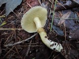 Suillus acidus image