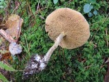 Suillus acidus image