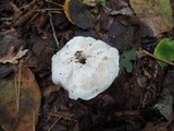 Tricholoma subresplendens image