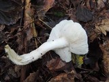 Tricholoma subresplendens image