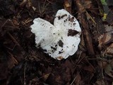 Tricholoma subresplendens image