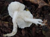 Tricholoma subresplendens image