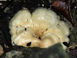 Albatrellus ovinus image