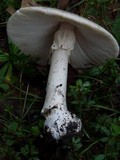 Amanita canescens image