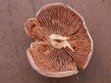 Psathyrella conissans image