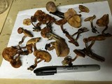 Gymnopilus luteofolius image