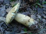 Gyroporus cyanescens var. violaceotinctus image