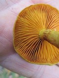 Cortinarius cinnamomeus image