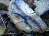 Gyroporus cyanescens var. violaceotinctus image