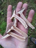 Lactarius helvus image