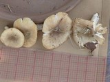 Russula pectinatoides image