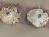 Russula pectinatoides image