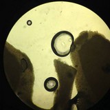 Gymnopus subpruinosus image