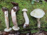 Leccinum holopus image