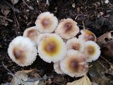 Mycena inclinata image