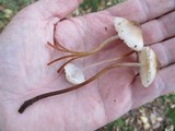 Mycena inclinata image