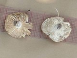 Russula pectinatoides image