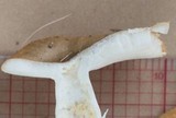 Russula pectinatoides image