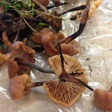Gymnopus brassicolens var. brassicolens image