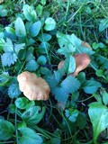 Gymnopus brassicolens var. brassicolens image
