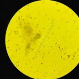 Paxillus involutus image