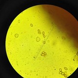 Paxillus involutus image